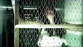 Khiêu dâm Video sech vung trom Huyền thoại nhỏ thiếu niên tự diễn xuất